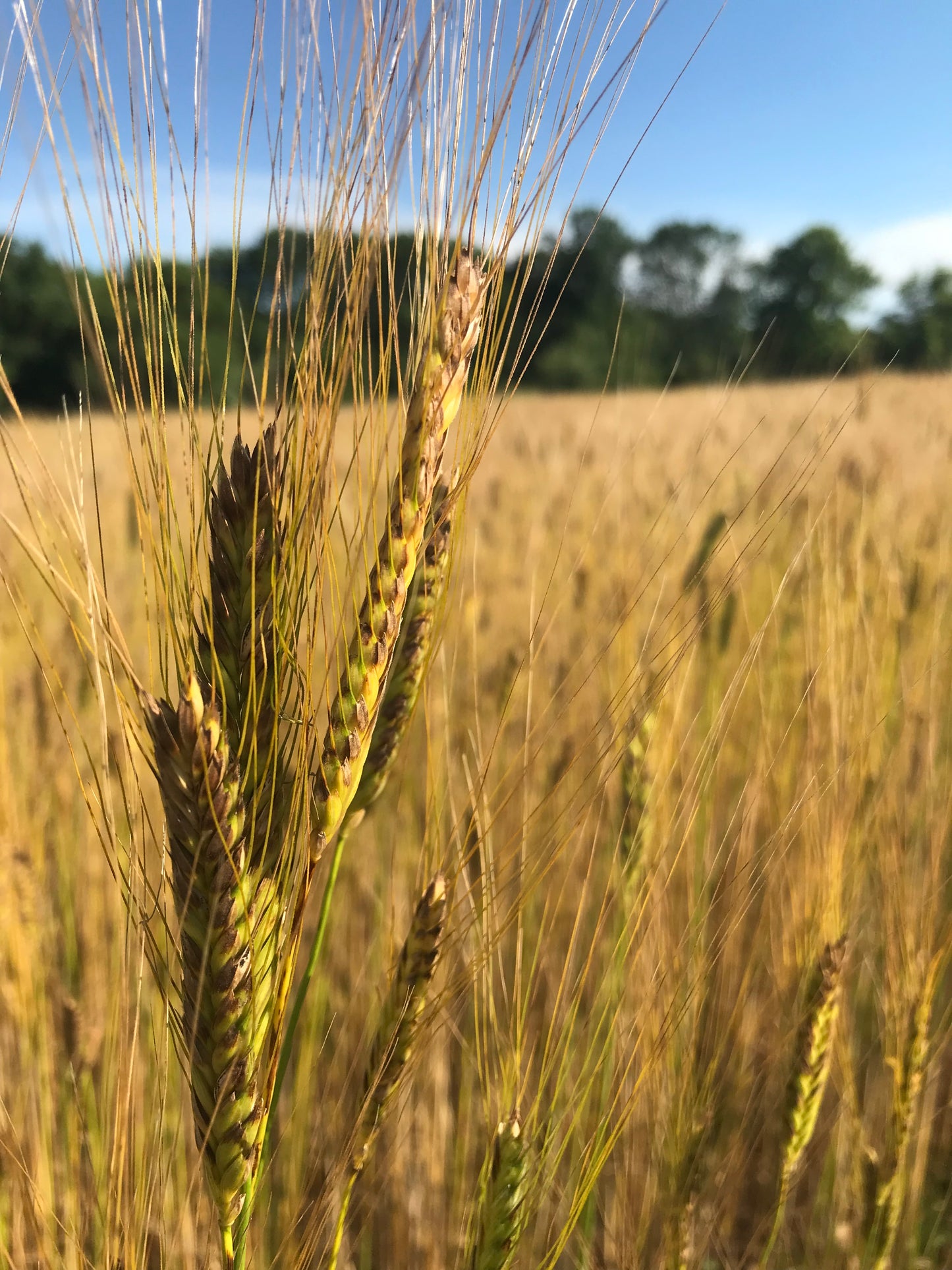 Freddie Soft White Wheat Flour 5 lb