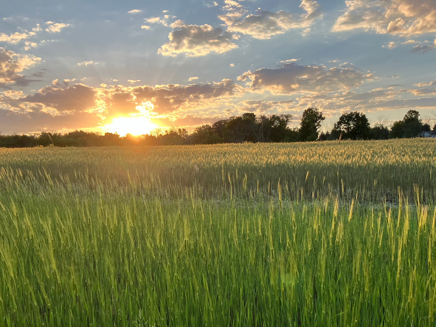 Whole Einkorn Berries, 1 lb
