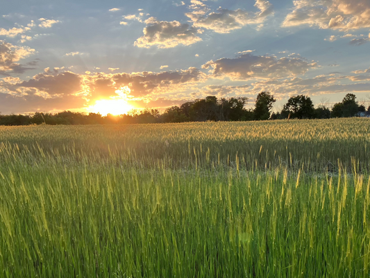 Whole Einkorn Berries, 1 lb
